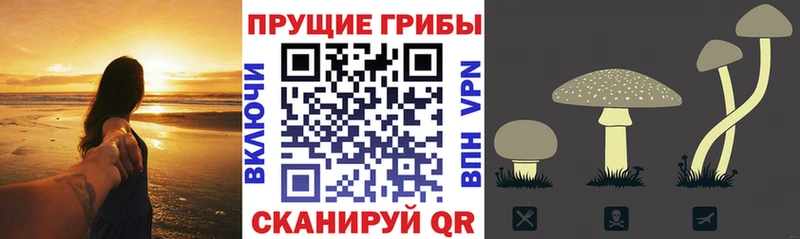 цена наркотик  Новочеркасск  Псилоцибиновые грибы мицелий 